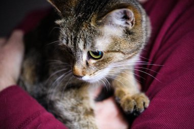 Sevimli sevimli kedi, seçici odaklanma.