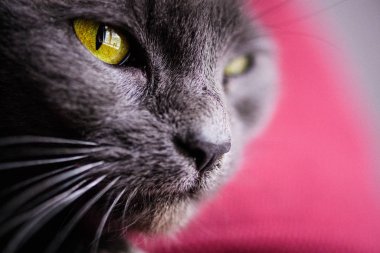 Rus Mavi Kedisi, sarı gözlü.