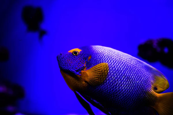 Wunderschöne Unterwasserwelt mit Korallen und Tropen — Stockfoto