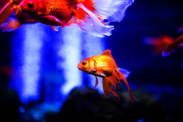 Wunderschöne Unterwasserwelt mit Korallen und Tropen — Stockfoto