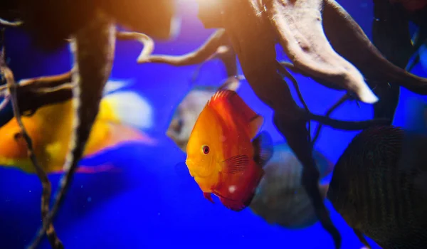 Wonderful and beautiful underwater world with corals and tropica — Stock Photo, Image