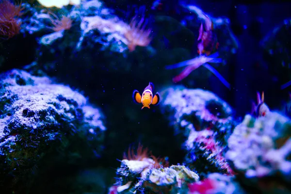 Maravilloso y hermoso mundo submarino con corales y tropica —  Fotos de Stock