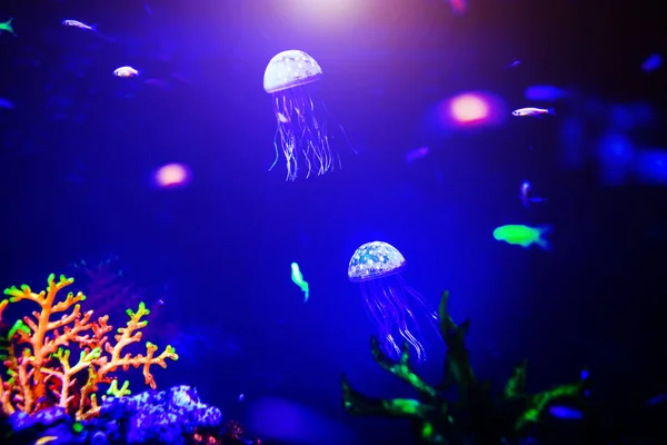 Bellissime meduse, medusa alla luce al neon con i pesci. A — Foto Stock