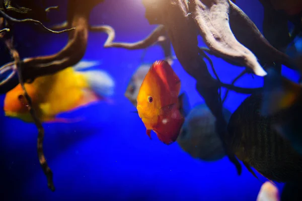 Merveilleux et beau monde sous-marin avec coraux et tropica — Photo