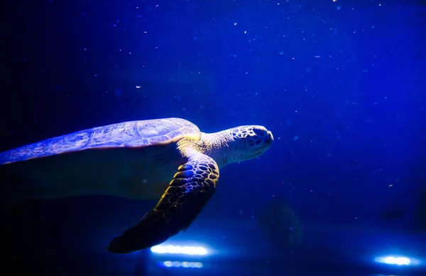 Merikilpikonna sinisessä vedessä koralliriutan yllä — kuvapankkivalokuva