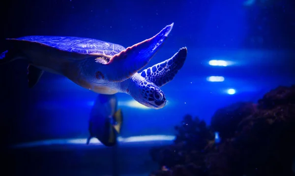 Sea turtle in blue water over coral reef — ストック写真