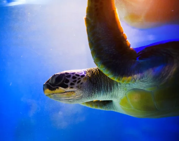 Havskildpadde i blåt vand over koralrev - Stock-foto