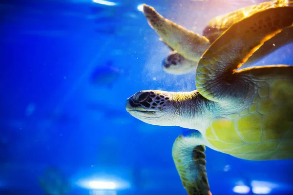 Sea turtle in blue water over coral reef — ストック写真