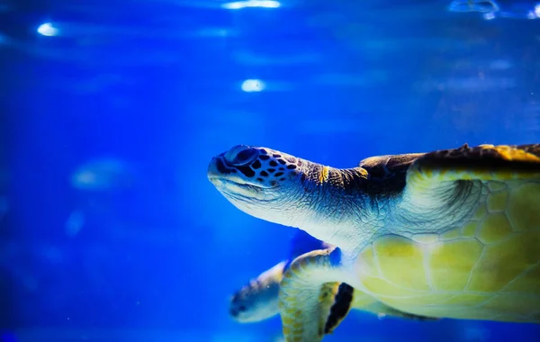 Havskildpadde i blåt vand over koralrev - Stock-foto