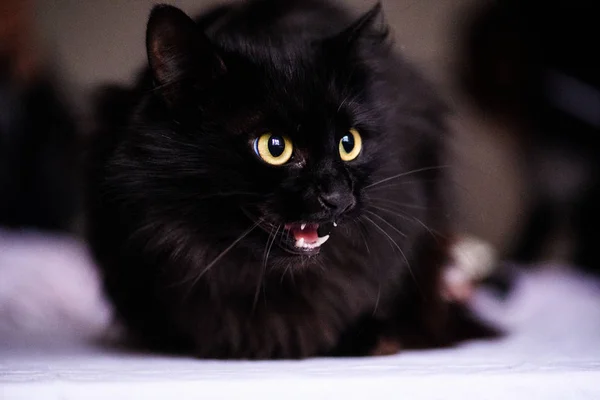 Söt chockad svart katt — Stockfoto