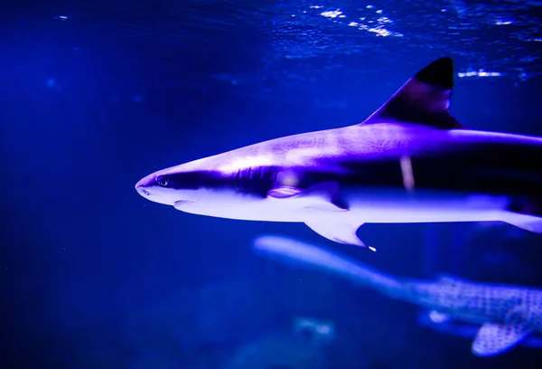 Tiburón en las aguas azules profundas — Foto de Stock
