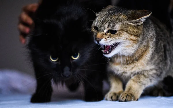 Gatto arrabbiato guardando un altro gatto — Foto Stock