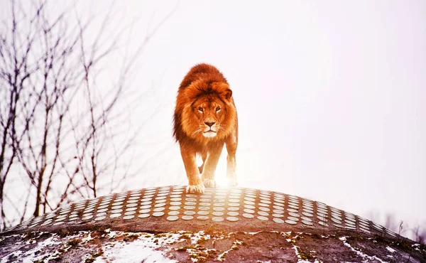 Красиві могутній лев . — стокове фото