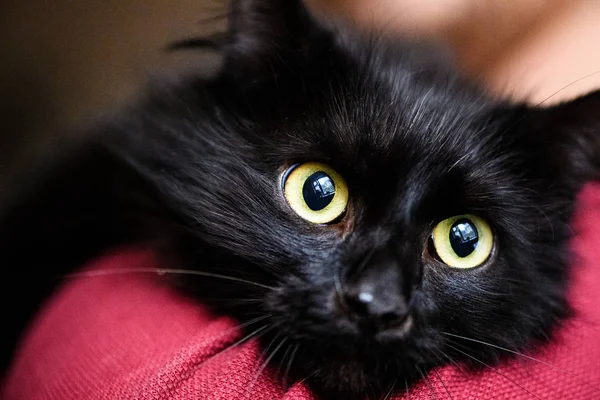 Cute shocked black cat — 스톡 사진