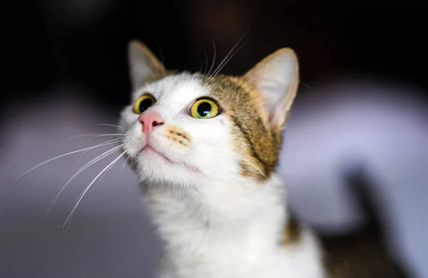 Gato Adorável Bonito Foco Seletivo — Fotografia de Stock