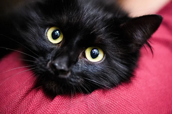 Sød sort kat - Stock-foto