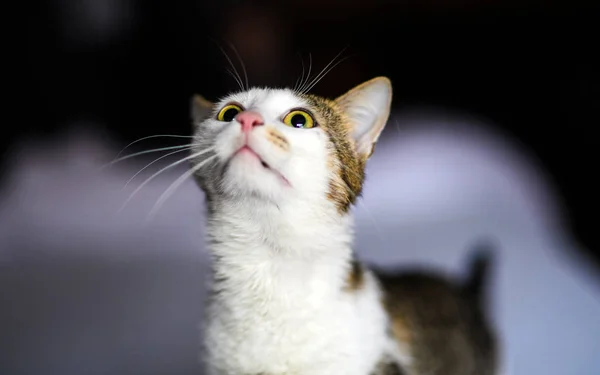 Gato Adorável Bonito Foco Seletivo — Fotografia de Stock