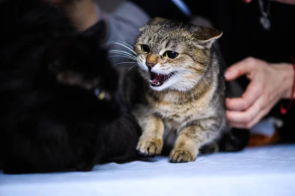 Angry cat looking to an other cat — Stock Photo, Image