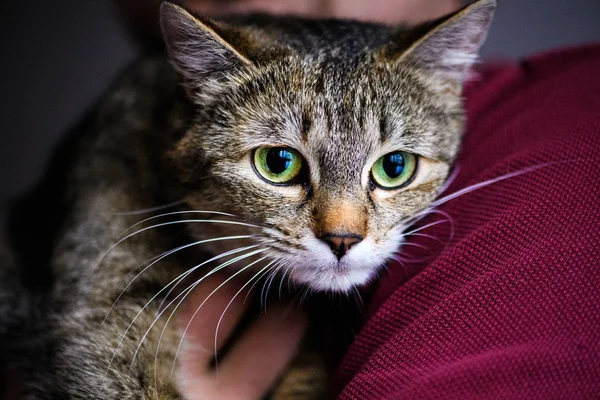 Cute Adorable Cat Selective Focus — Stock Photo, Image