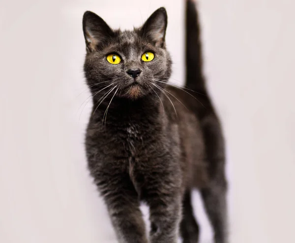 Russian Blue Cat, with yellow eyes — Stock Photo, Image