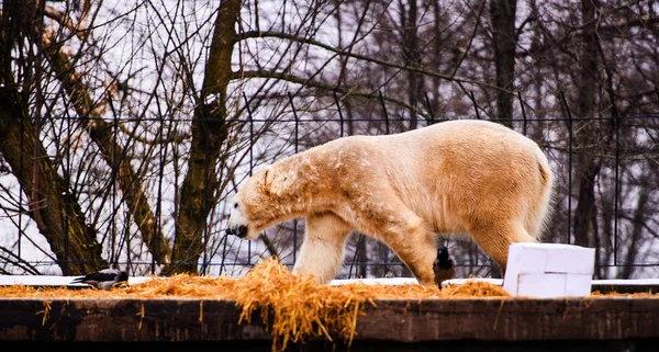 Niedźwiedź polarny (ursus maritimus) — Zdjęcie stockowe