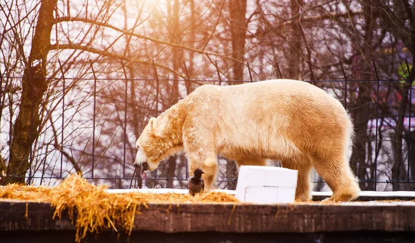 Orso polare (ursus maritimus) — Foto Stock