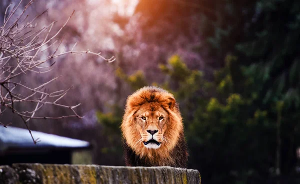 Bellissimo Leone possente — Foto Stock