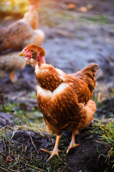 Kuře na farmě — Stock fotografie