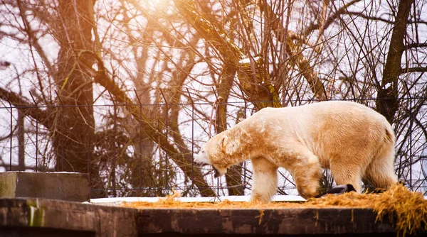 Polar Bear (Ursus maritimus) — Stock Photo, Image