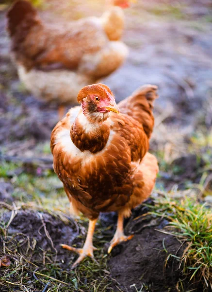 Hühner auf einem Bauernhof — Stockfoto