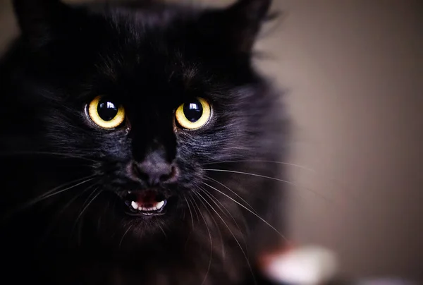 Cute shocked black cat — Stock Photo, Image