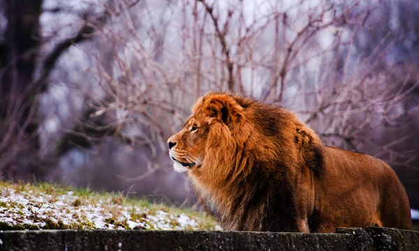 Bellissimo Leone possente — Foto Stock