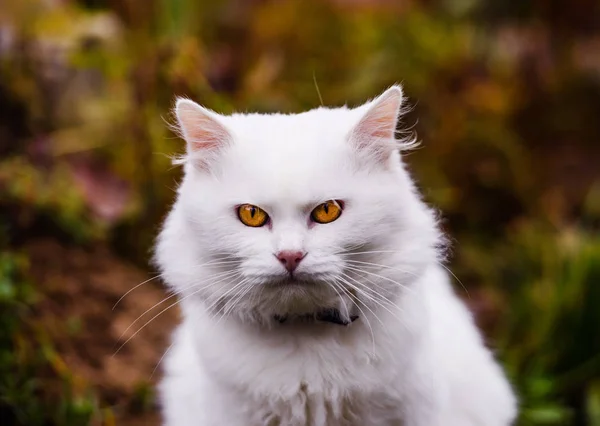 Симпатичный и пушистый белый кот, очень игривый, с желтыми глазами — стоковое фото