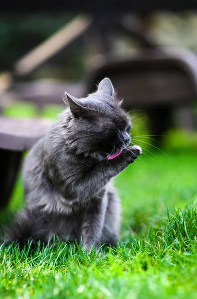 Zoete kat op groen gras. — Stockfoto