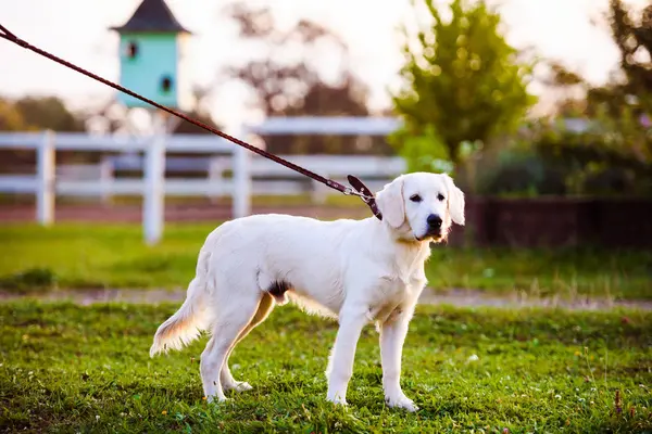 Golden retriever hund i parken — Stockfoto