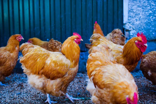 Chicken on a farm, Hen and Rooster. — Stok fotoğraf