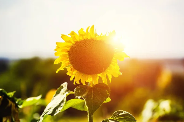 Pole kvetoucích slunečnic na pozadí západu slunce. Natural bac — Stock fotografie