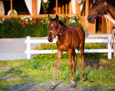 A beautiful brown little foal on a golden summers evening