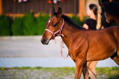A beautiful brown little foal on a golden summers evening