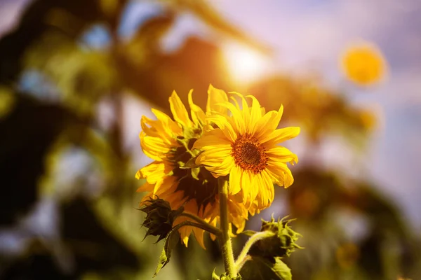 Field of blooming sunflowers on a background sunset. Natural bac — ストック写真