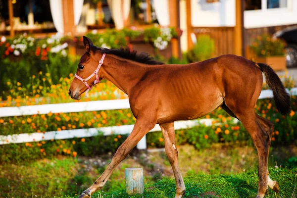 A beautiful brown little foal on a golden summers evening — Stock Photo, Image