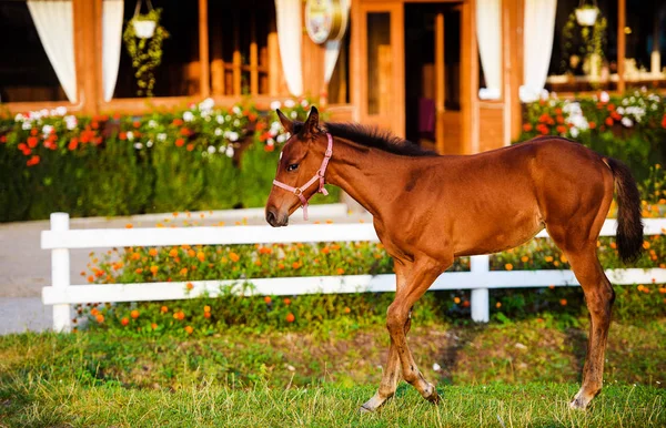 A beautiful brown little foal on a golden summers evening — Stock Photo, Image