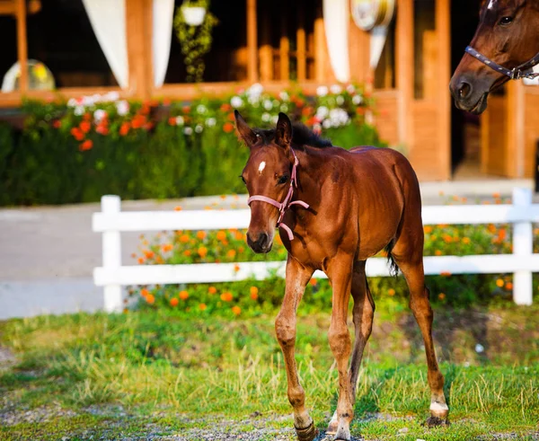 A beautiful brown little foal on a golden summers evening — Stock Photo, Image