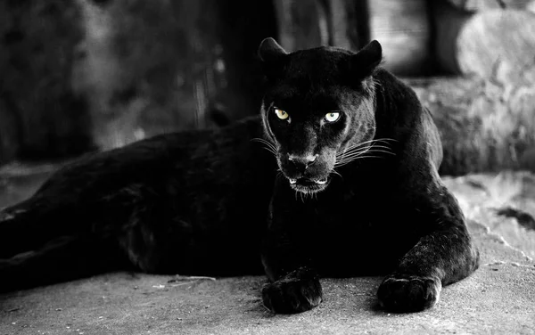 Beautiful black panther. Big cat. Animal world. — Stock Photo, Image