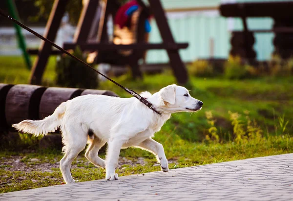 Золотая собака-ретривер в парке. Лучшая подруга. Летнее время . — стоковое фото