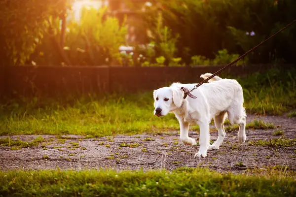 Золотая собака-ретривер в парке. Лучшая подруга. Летнее время . — стоковое фото