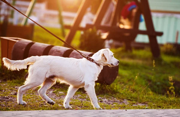 Un cane da recupero dorato nel parco. Il migliore amico. Ora legale . — Foto Stock