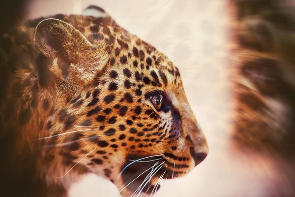 Leopardo, hermoso retrato. Mundo animal. Gato grande . — Foto de Stock