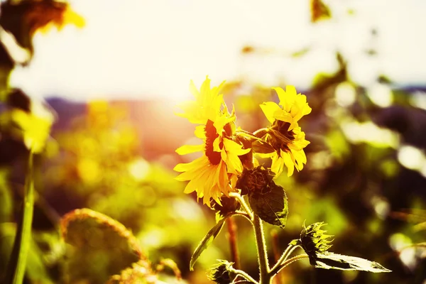 Pole kvetoucích slunečnic na pozadí západu slunce. Natural bac — Stock fotografie