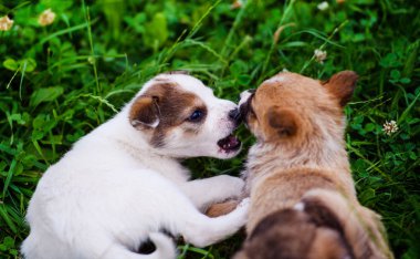 Yeşil çimenlerin üzerinde oynayan yavru